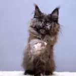 мейн кун котенок