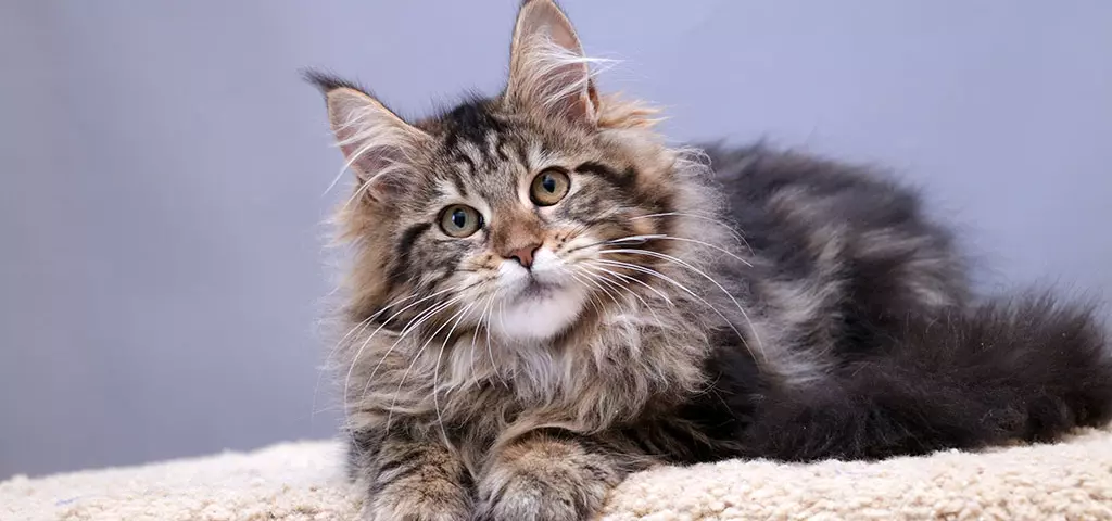 мейн кун котенок