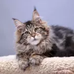 мейн кун котенок
