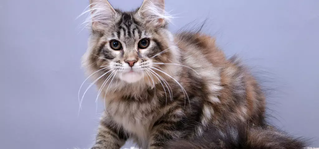 мейн кун котенок
