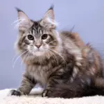 мейн кун котенок
