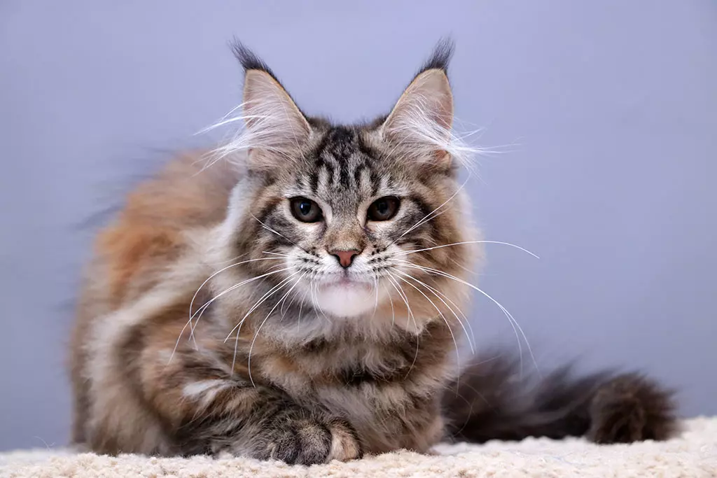 мейн кун котенок