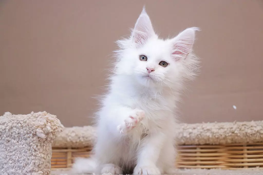 мейн кун котенок