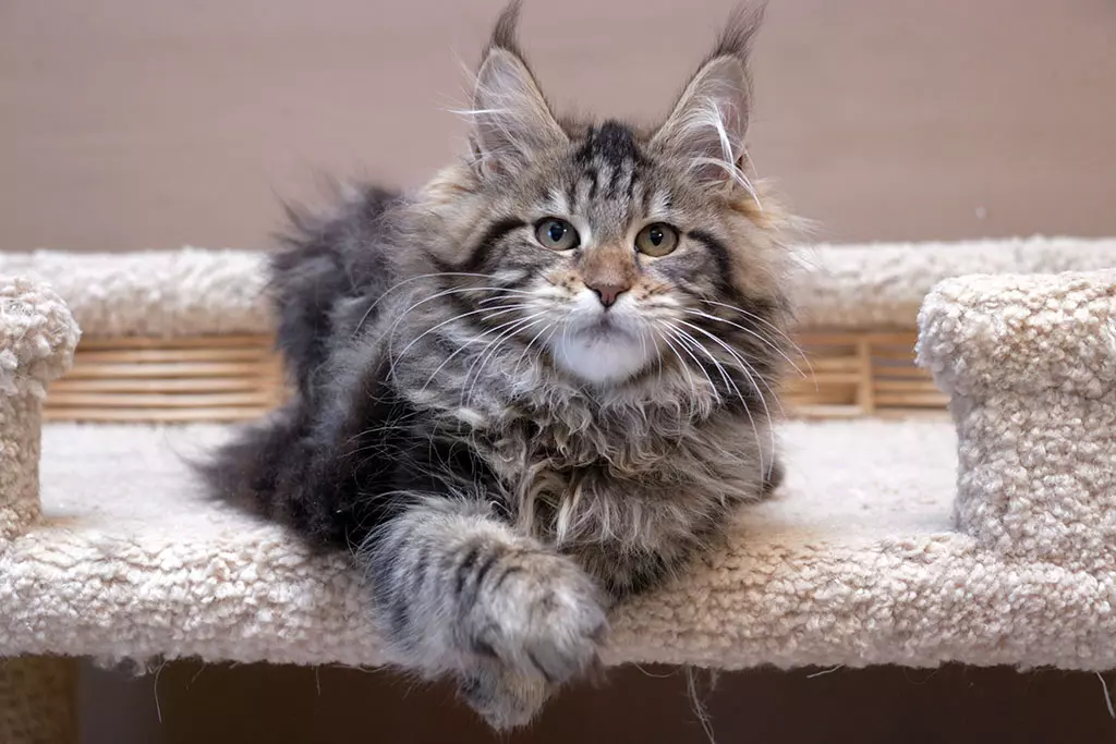 мейн кун котенок
