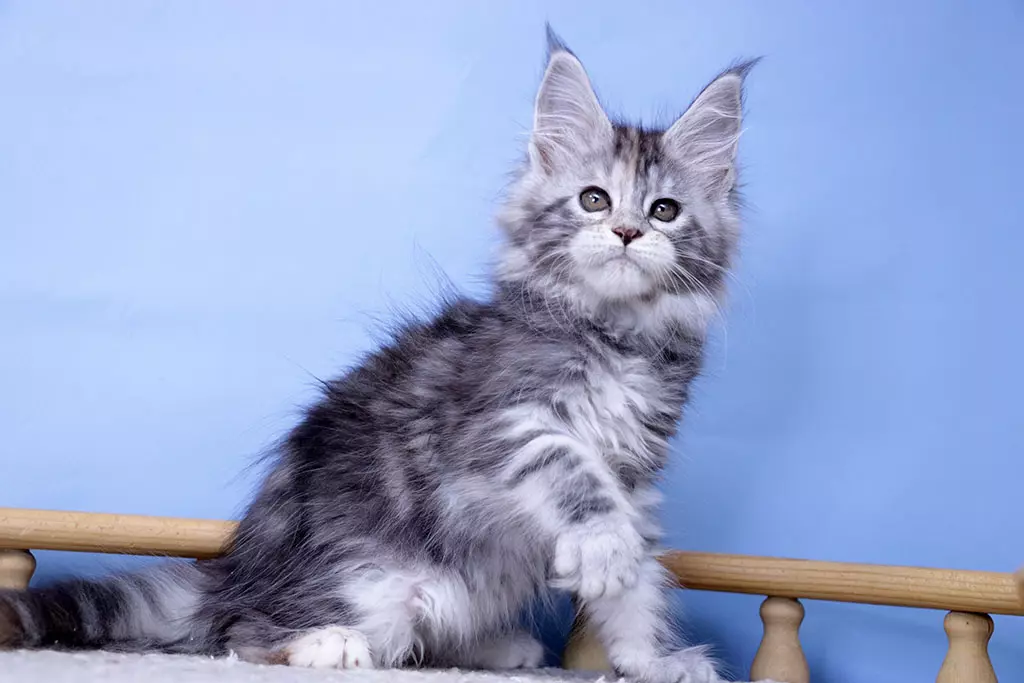 мейн кун котенок