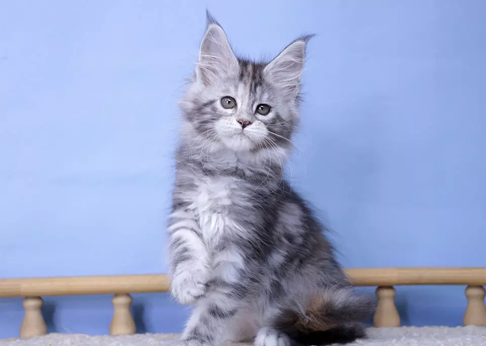 мейн кун котенок