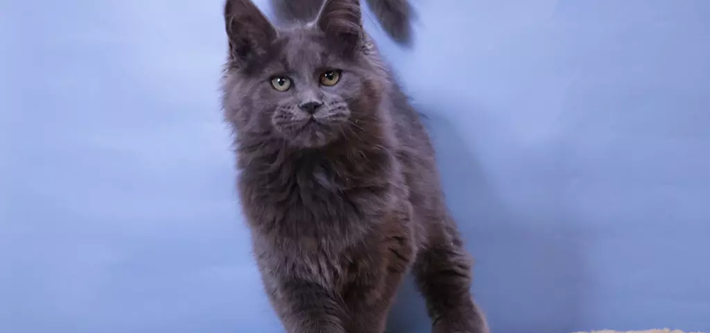 мейн кун котенок полидакт