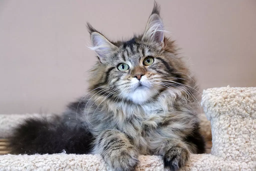 мейн кун котенок