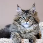 мейн кун котенок