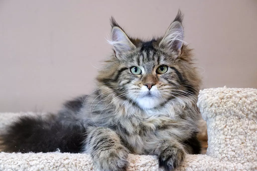 мейн кун котенок